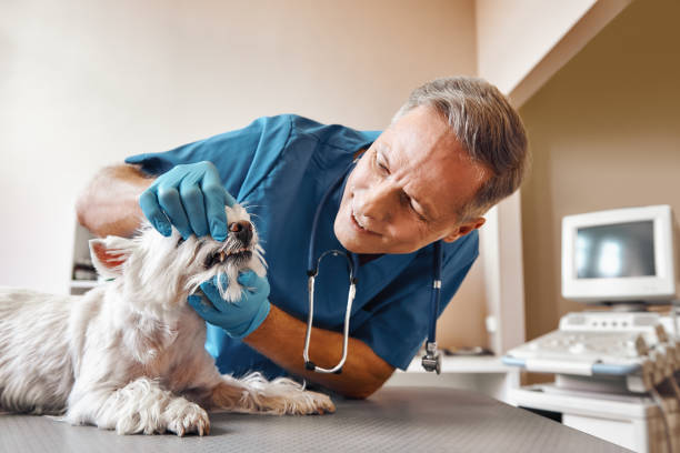 Best Urgent Dental Care in Nipomo, CA